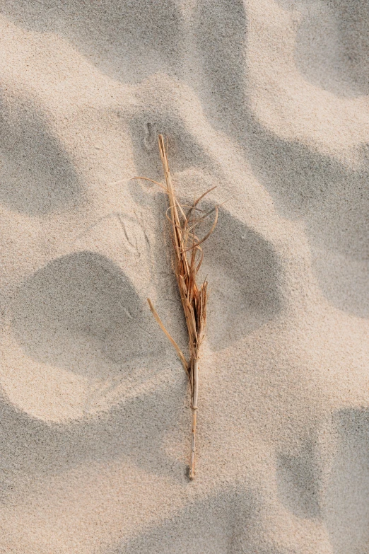 a plant that is laying in the sand, trending on pexels, malt, isolated, soft shadow, 15081959 21121991 01012000 4k