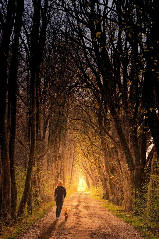 a person walking down a dirt road in the middle of a forest, by Eglon van der Neer, heavenly lighting, alter, candlelit, golden sunlight