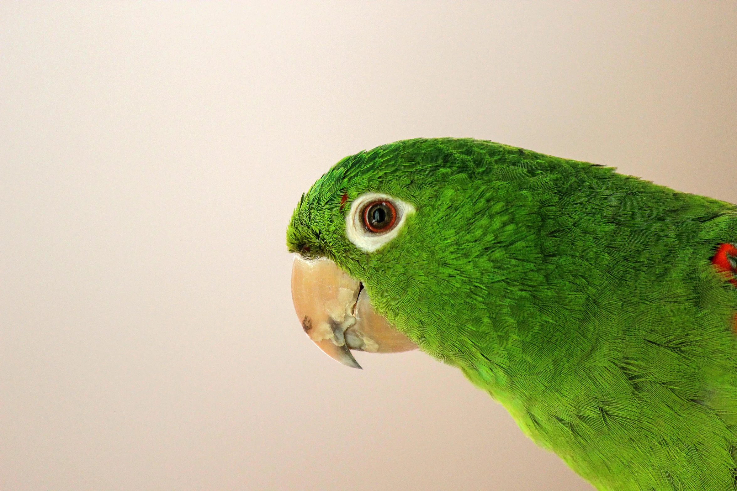 a green parrot sitting on top of a table, delicate facial features, with a white background, award - winning pet photography, with a white muzzle