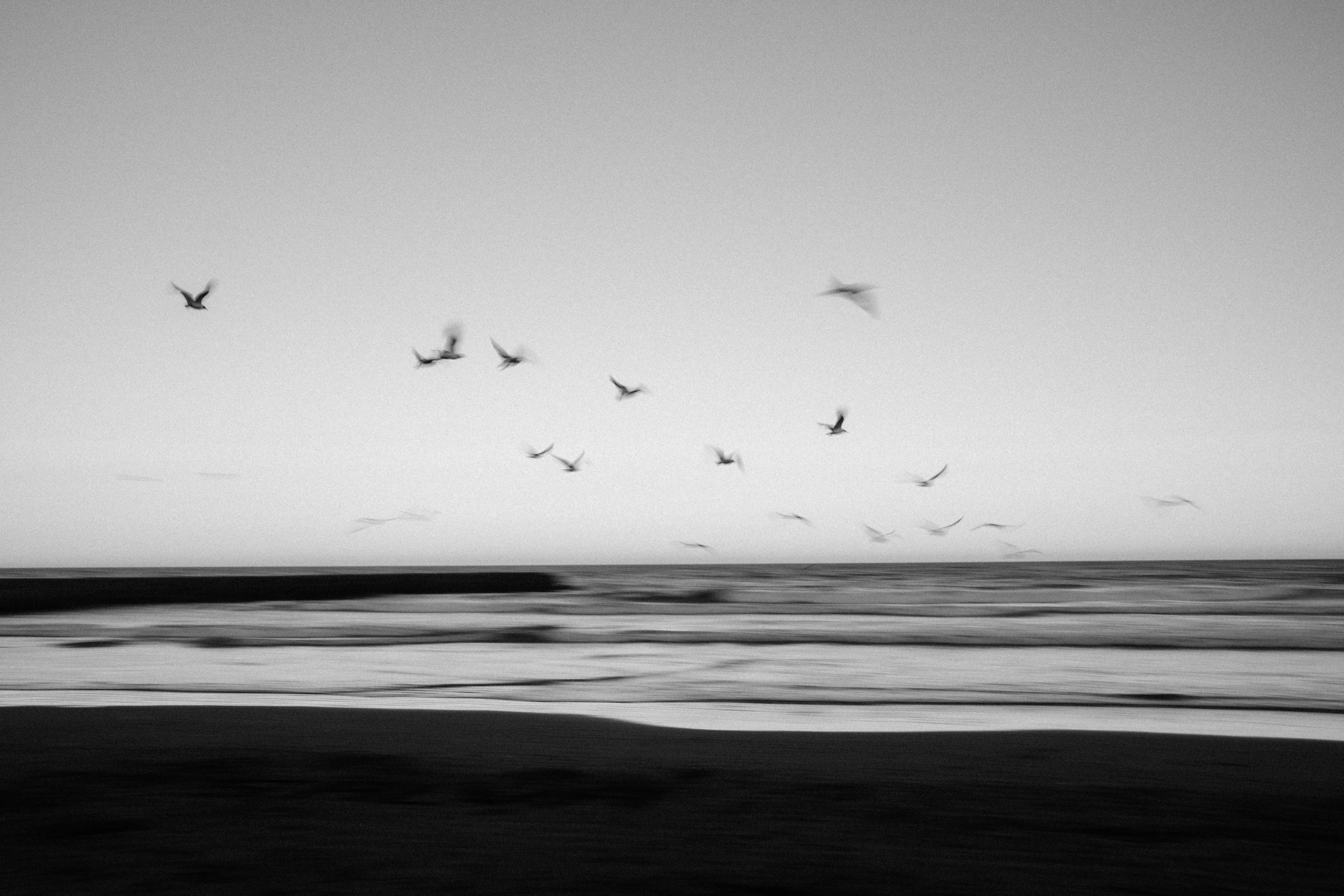 a flock of birds flying over the ocean, a black and white photo, by Colijn de Coter, unsplash, minimalism, good night, beach surreal photography, san francisco, an abstract