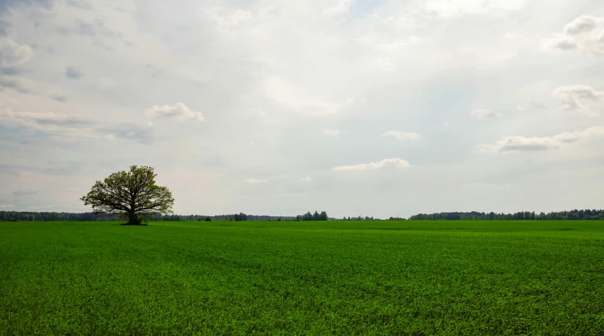 a lone tree in the middle of a green field, pexels contest winner, color field, panorama distant view, old american midwest, lot of trees, slight overcast lighting