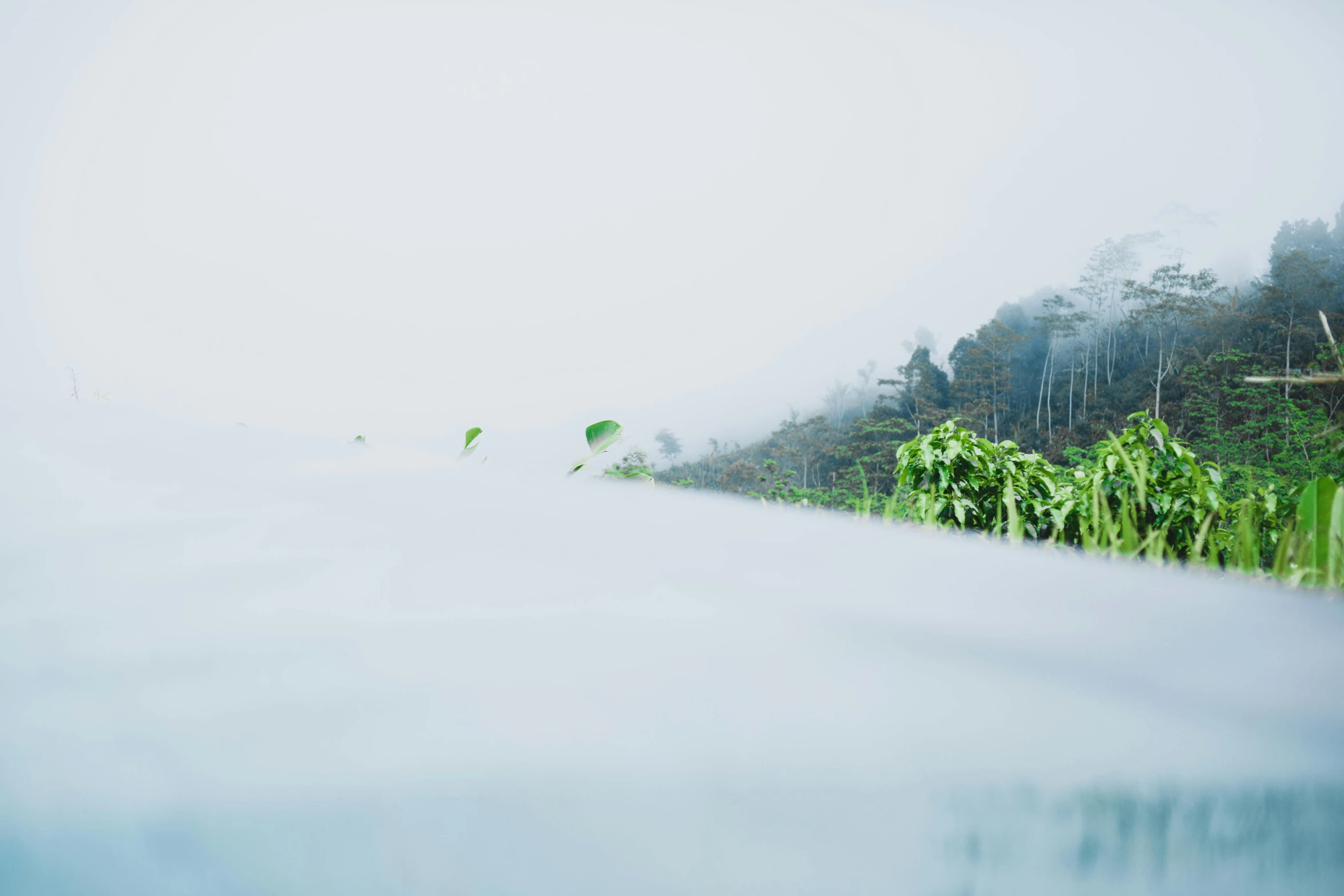 a man riding a surfboard on top of a wave, an album cover, inspired by Elsa Bleda, unsplash contest winner, minimalism, foggy jungle, river with low hanging plants, cyan fog, shot on hasselblad