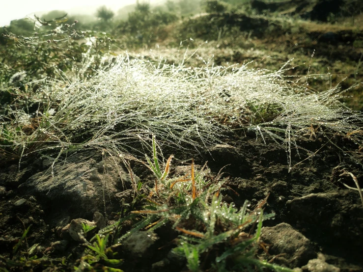 a patch of grass sitting on top of a rocky hillside, a microscopic photo, by Attila Meszlenyi, unsplash, frost, covered with cobwebs and dust, bright sun bleached ground, forest setting in iceland
