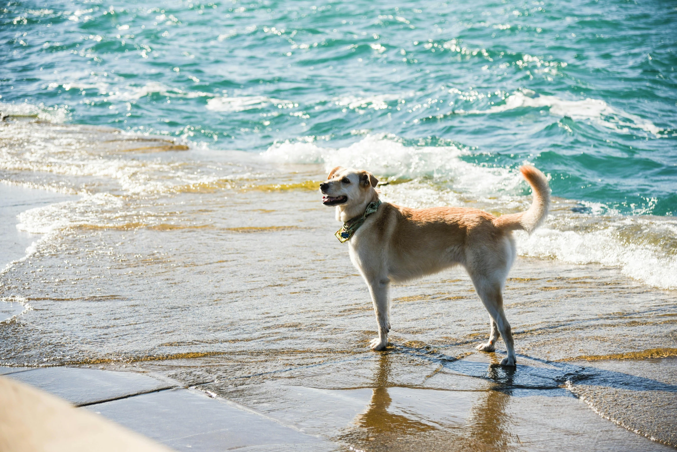 a dog standing on a beach next to the ocean, manly, tail raised, multiple stories, mediterranean