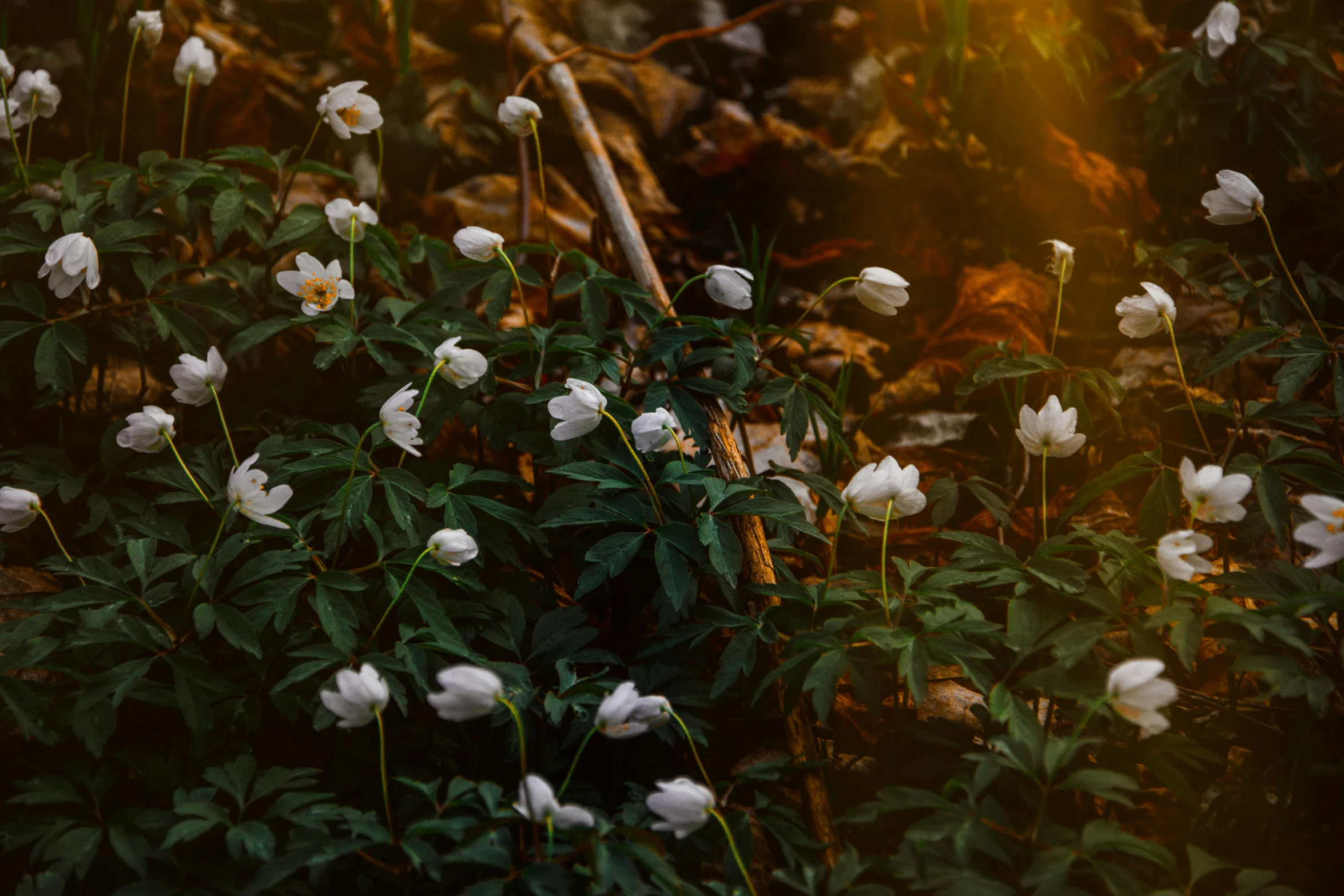 a forest filled with lots of white flowers, inspired by Elsa Bleda, unsplash, romanticism, anemone, warm sundown, plants inside cave, 35mm photo