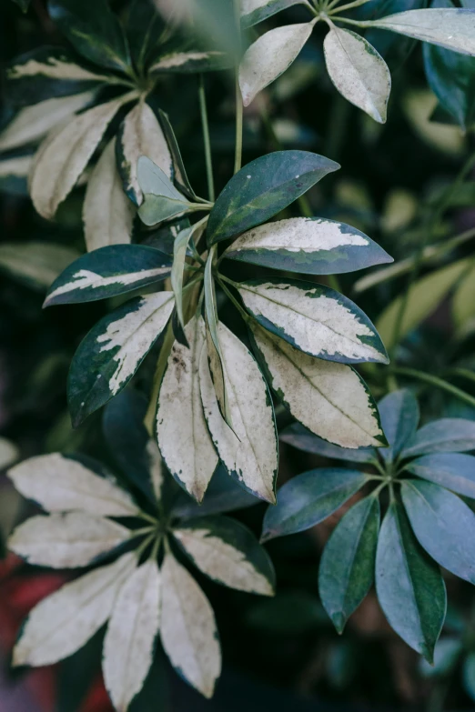 a close up of a plant with white leaves, a colorized photo, unsplash, well worn, made of leaves, ( ultra realistic, evergreen