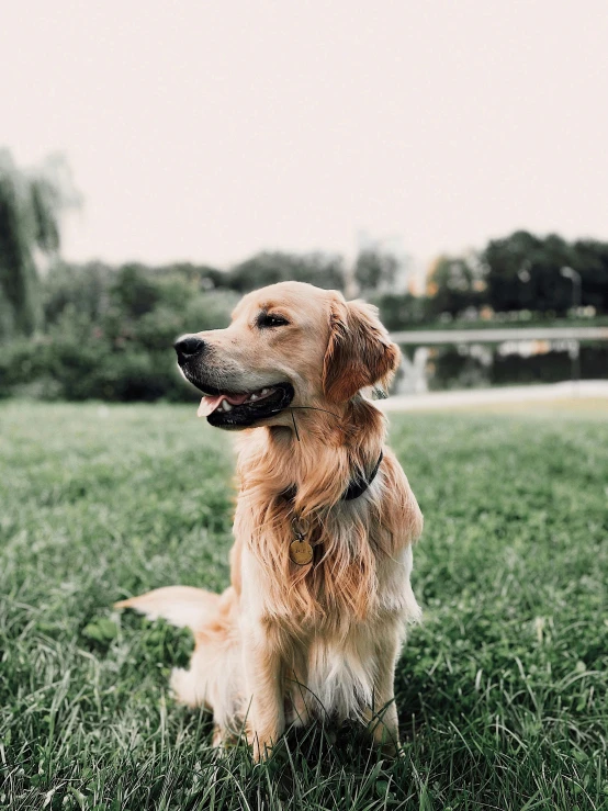 a dog that is sitting in the grass, smooth golden skin, trending on vsco, 15081959 21121991 01012000 4k, large)}]