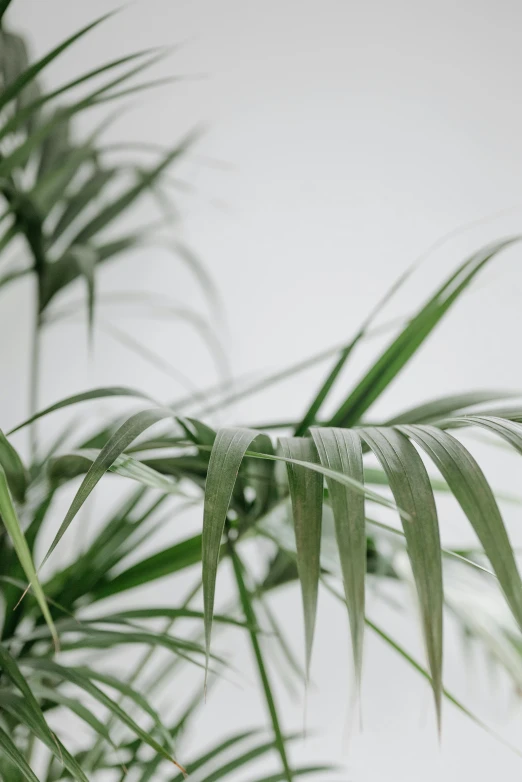 a close up of a plant with green leaves, on a gray background, with potted palm trees, less detailing, clean soft lighting