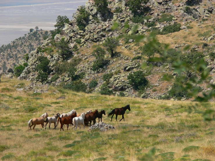 a herd of horses walking across a lush green hillside, rafeal albuquerque, profile image, campsites, exterior shot