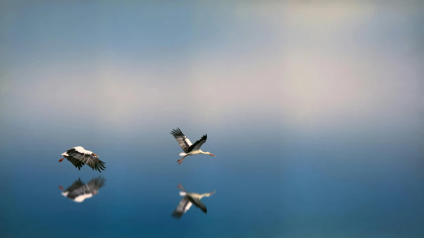 a flock of birds flying through a blue sky, by Ibrahim Kodra, unsplash contest winner, minimalism, reflective water, tilt blur, threes, crane