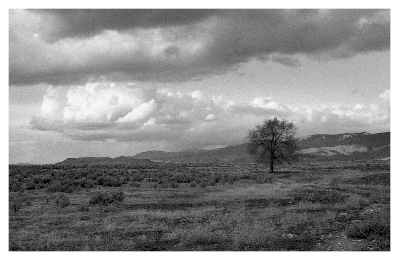 a black and white photo of a lone tree in a field, inspired by Ansel Adams, beautiful new mexico landscape, landscape photo-reality, american realist, david hardy