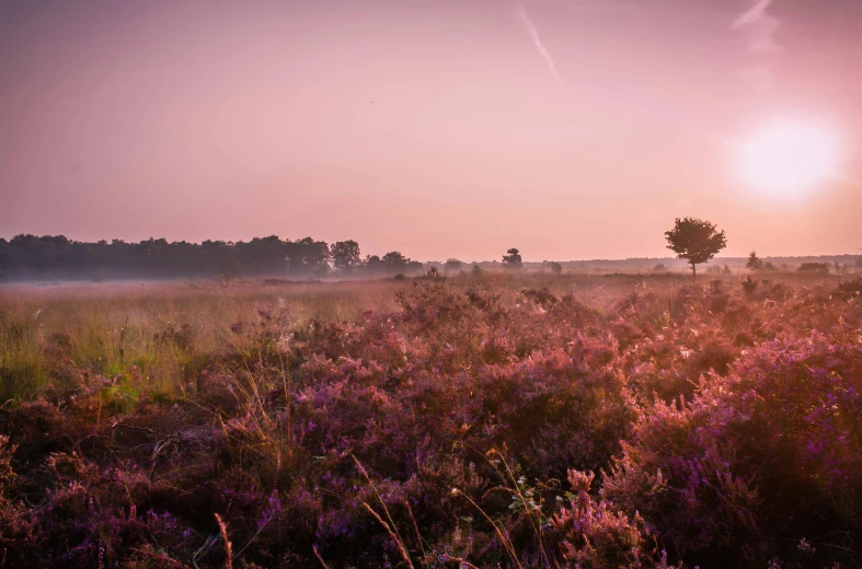 a field filled with lots of purple flowers, by Eglon van der Neer, unsplash contest winner, romanticism, forest pink fog planet, autumn sunrise warm light, moorland, panoramic