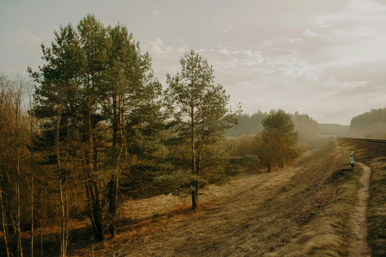 a truck driving down a dirt road next to a forest, by Emma Andijewska, unsplash contest winner, renaissance, early morning light, pine wood, panorama view, ukraine. photography