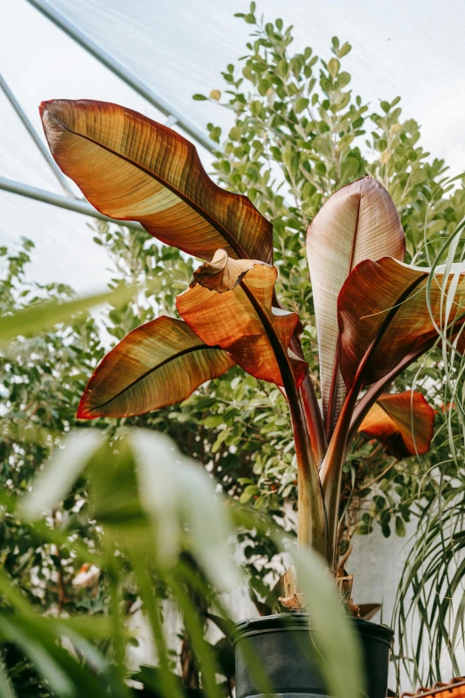 a couple of potted plants sitting on top of a table, by Carey Morris, trending on pexels, baroque, banana trees, reddish - brown, magnolia big leaves and stems, zoomed out view