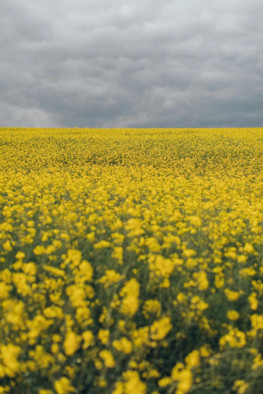 a field of yellow flowers under a cloudy sky, inspired by Andreas Gursky, unsplash, color field, britain, grain”