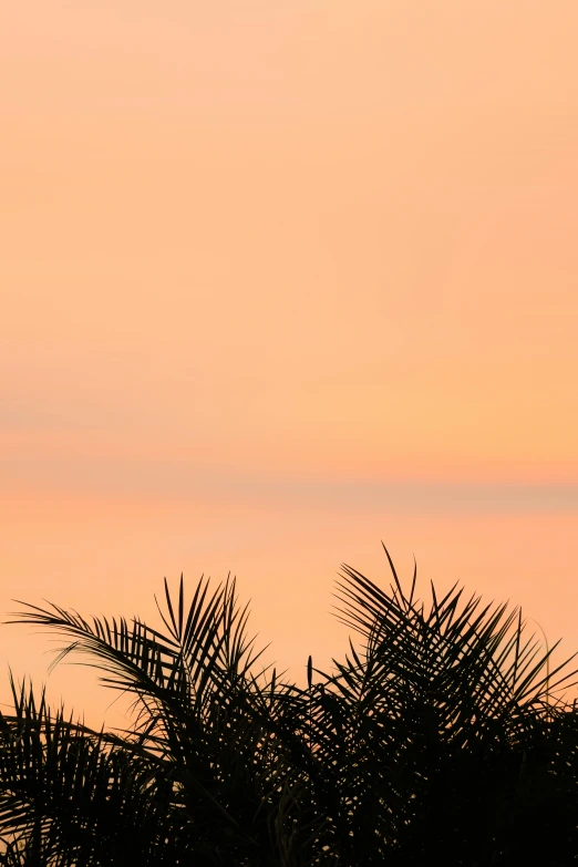 a giraffe standing on top of a lush green field, by Dave Melvin, sunset at the beach, a palm tree, in shades of peach, f / 8