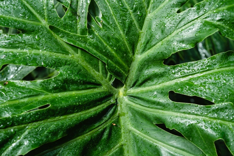 a close up of a leaf with water droplets on it, a picture, by Arthur Sarkissian, unsplash, monstera deliciosa, big leaves foliage and stems, high resolution details, lush garden leaves and flowers