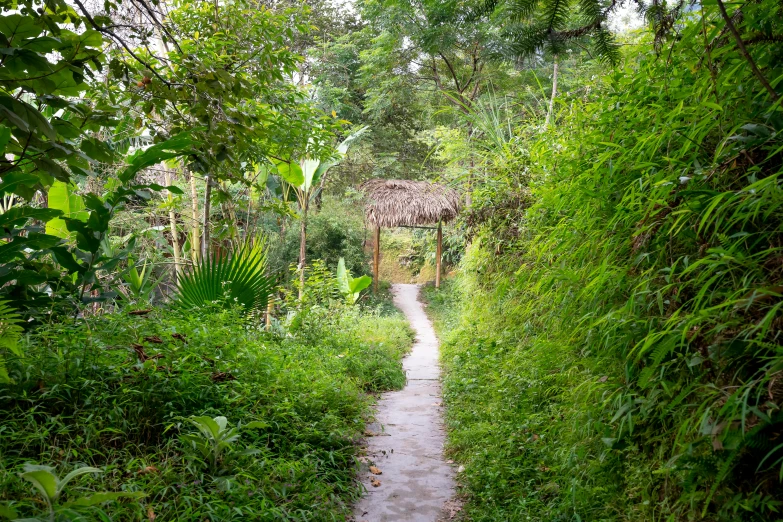 a path in the middle of a lush green forest, by Daniel Lieske, flickr, sumatraism, health spa and meditation center, vietnam, ayahuasca ceremony, beautiful house on a forest path