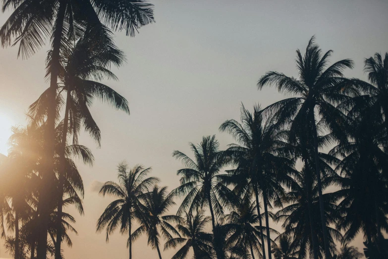 a group of palm trees with the sun in the background, inspired by Elsa Bleda, unsplash contest winner, sumatraism, conde nast traveler photo, panels, slightly tanned, bare shoulders