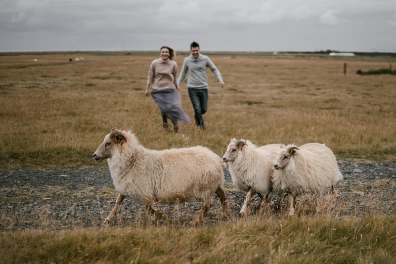 a group of sheep walking across a grass covered field, an album cover, by Emma Andijewska, pexels contest winner, happening, couple, people running, reykjavik, standing beside a sea sheep