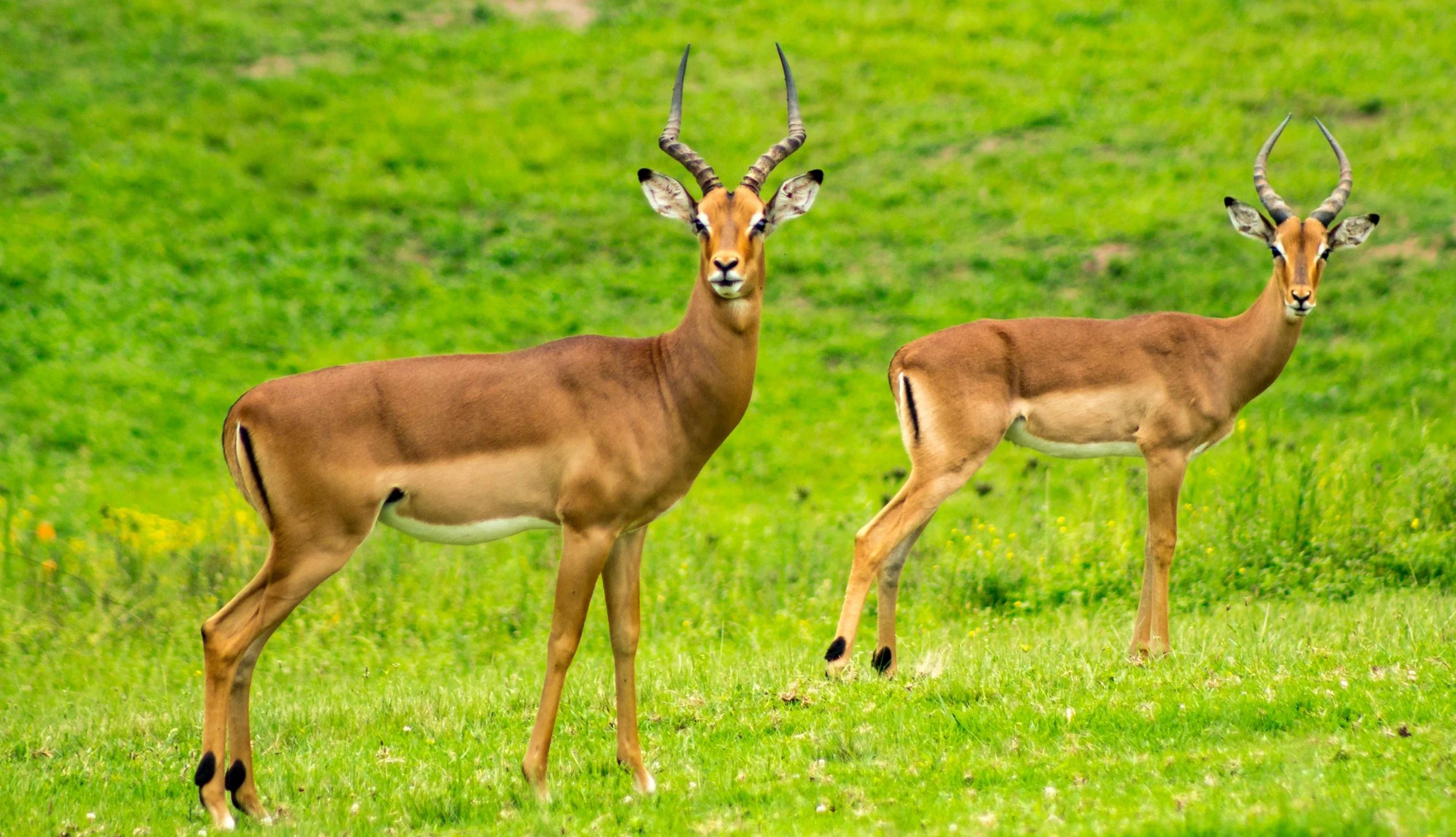 a couple of antelope standing on top of a lush green field, pexels contest winner, thin antlers, jamaica, very handsome, colourful