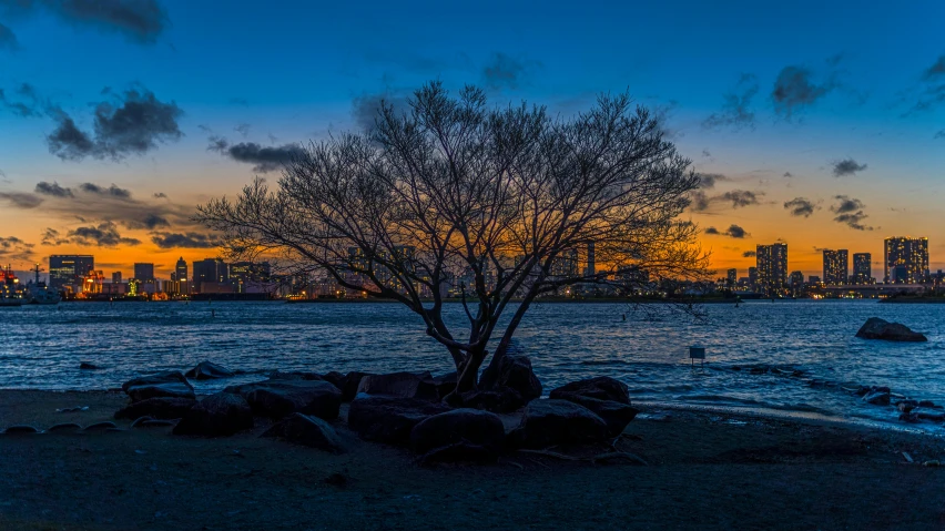 a tree sitting on top of a beach next to a body of water, by Washington Allston, unsplash contest winner, twilight in the city, cold sunset, new jersey, city views