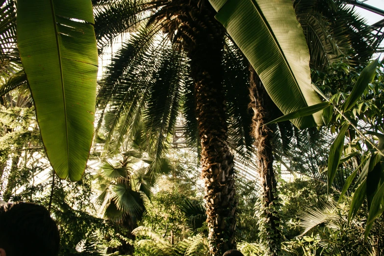a group of people walking through a lush green forest, unsplash, australian tonalism, with interior potted palm trees, banana trees, conde nast traveler photo, plants inside cave