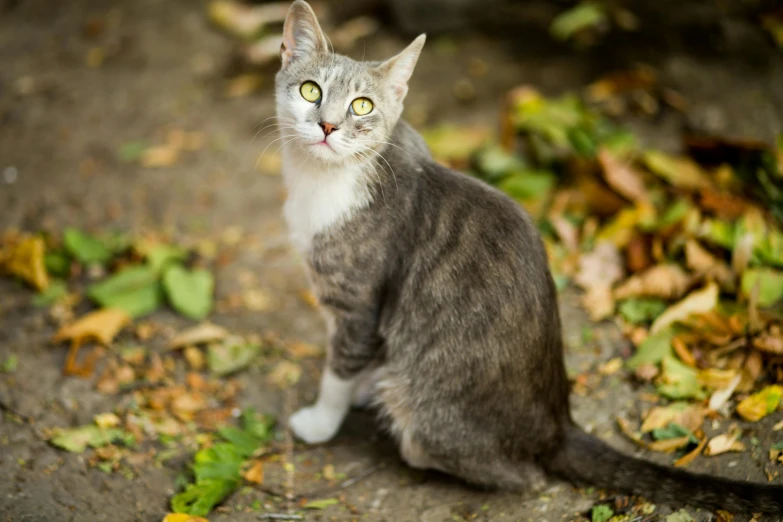 a gray and white cat sitting on the ground, by Julia Pishtar, as photograph, multicoloured