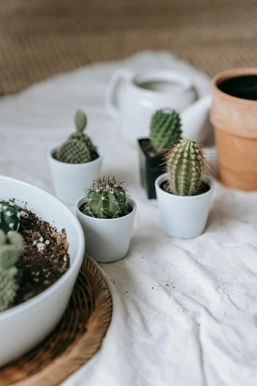 a number of small potted plants on a table, a still life, trending on unsplash, made of cactus spines, detailed product image, white, indoor shot