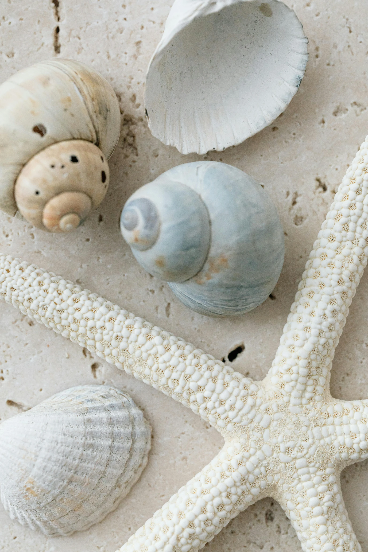 a white starfish sitting on top of a sandy beach, a still life, unsplash, baroque, snails, pale blue, limestone, bio-inspired