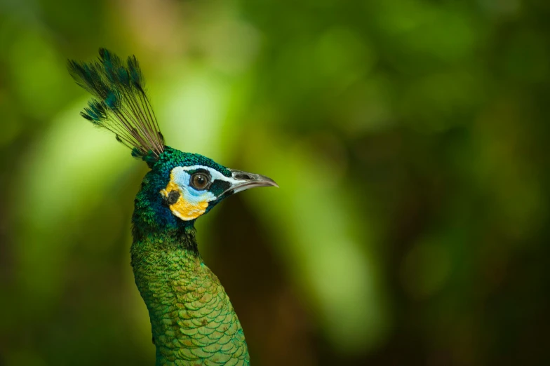a close up of a peacock with a green background, an album cover, by Peter Churcher, pexels contest winner, sumatraism, biodiversity heritage library, rare bird in the jungle, avatar image