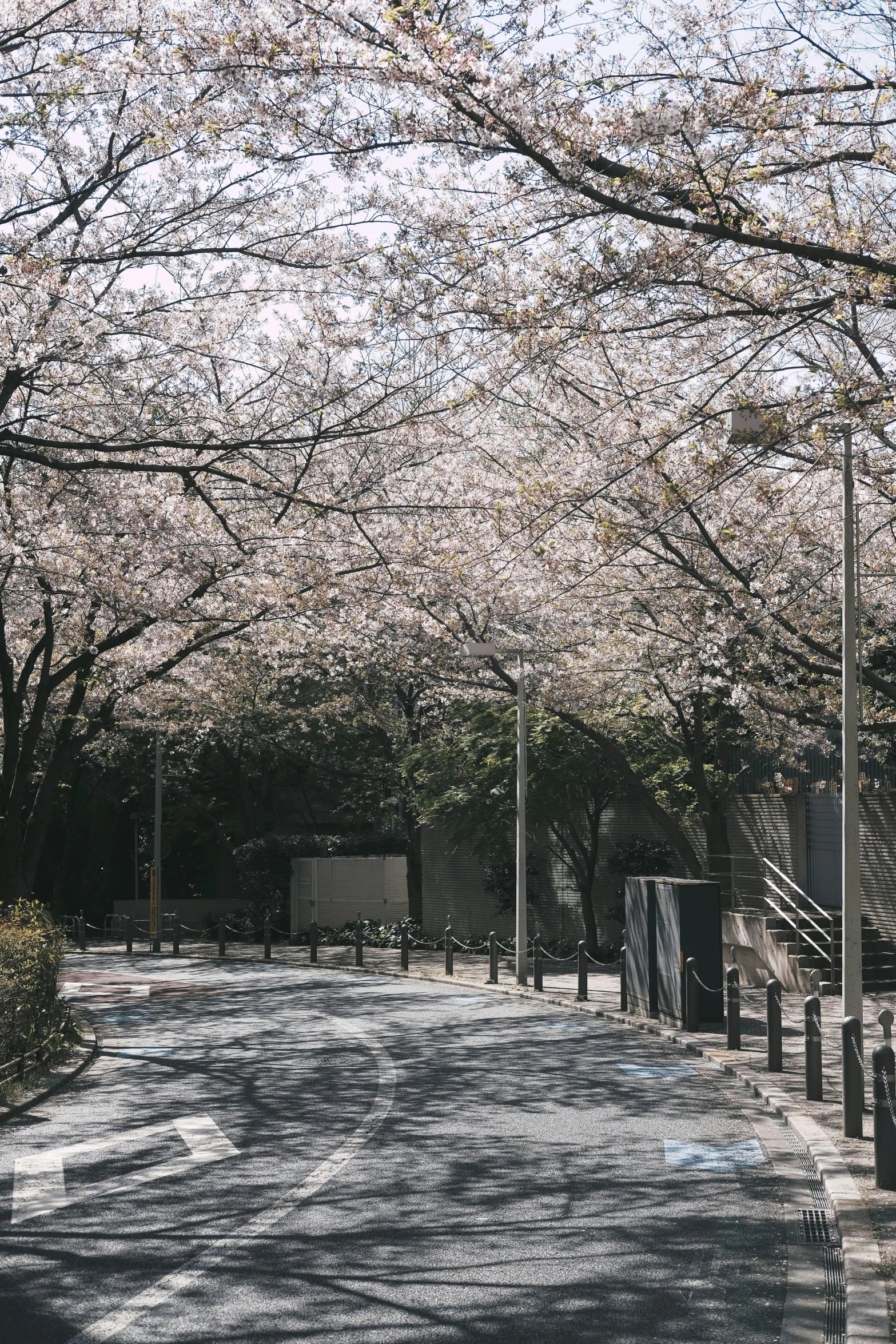 a street lined with lots of trees covered in pink flowers, unsplash, sōsaku hanga, color image, early spring, 🚿🗝📝