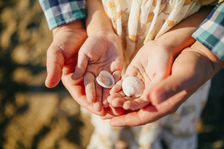 a person holding shells in their hands, by Elaine Hamilton, pexels contest winner, happy family, thumbnail, graphic print, white