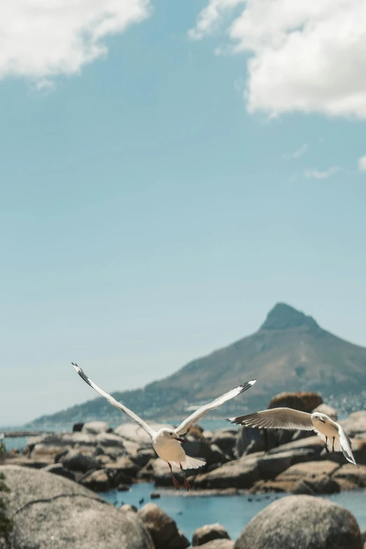 a flock of birds flying over a body of water, standing in front of a mountain, beaches, city views, south african coast