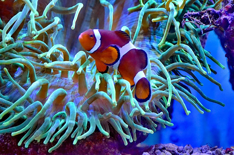 a close up of a clown fish in an aquarium, by Bernie D’Andrea, fine art, purple and blue neons, slide show, 🦩🪐🐞👩🏻🦳, marketing photo