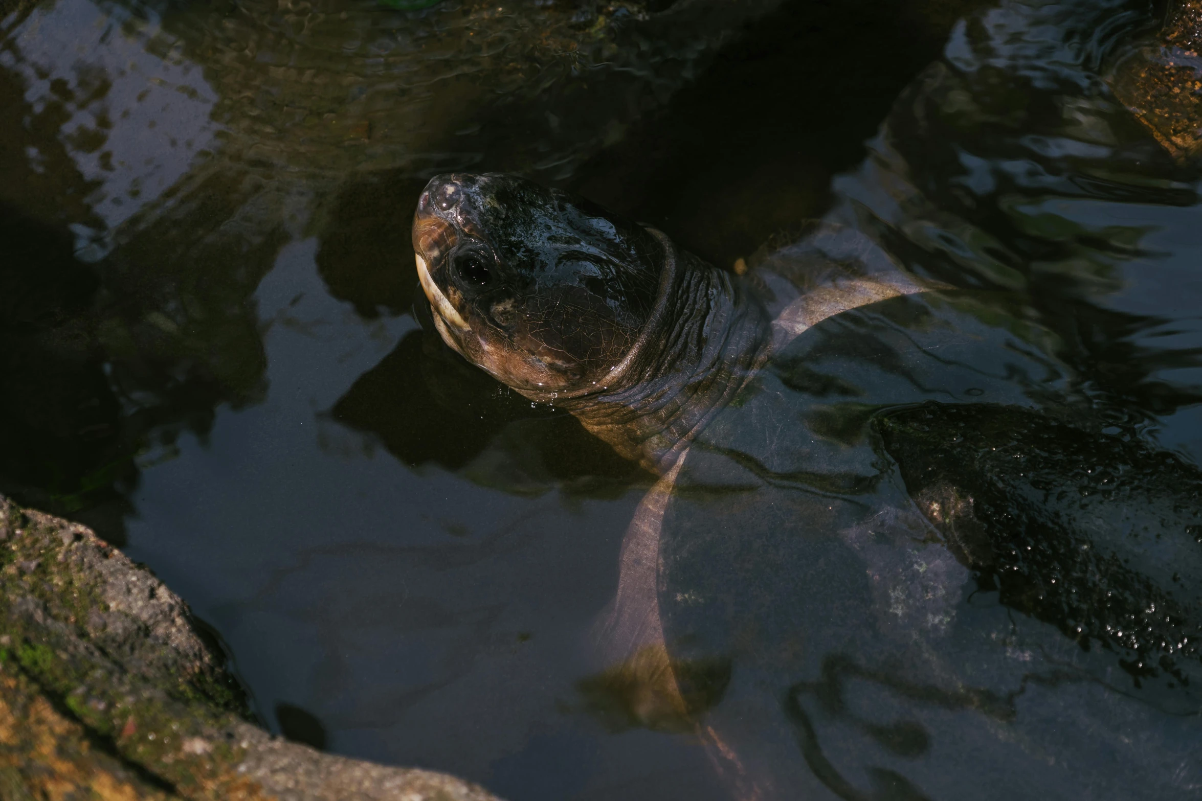 a close up of a turtle in a body of water, a portrait, by Attila Meszlenyi, pexels contest winner, hurufiyya, tar pit, photo taken on fujifilm superia, high quality photo, medium format. soft light