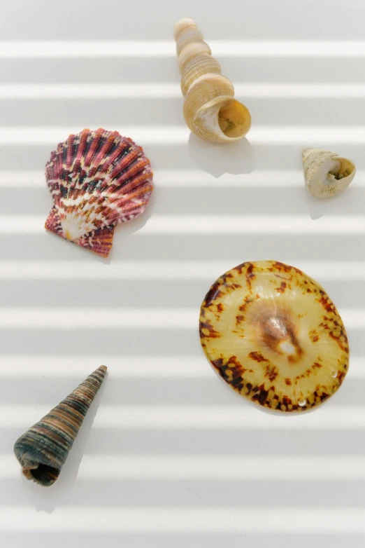 a group of shells sitting on top of a white surface, wall art, ripple, various styles, summertime