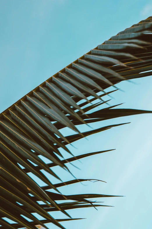 a bird sitting on top of a palm tree, an album cover, unsplash, minimalism, light blue sky, abstract detail, canopee, multiple stories