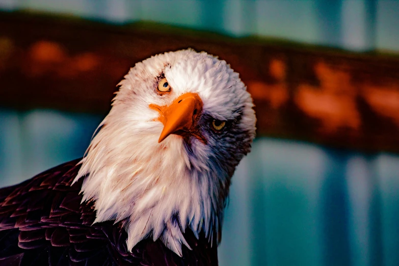 a close up of a bald eagle with a blurry background, pexels contest winner, photorealism, 🦩🪐🐞👩🏻🦳, taken in zoo, 2 0 0 0's photo, silly and serious