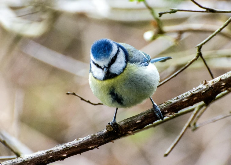 a small blue bird sitting on top of a tree branch, inspired by Paul Bird, pexels contest winner, mechanical cute bird, bushy tail, grey, green and blue