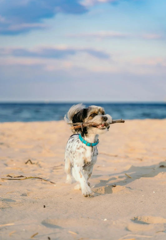 a dog running on the beach with a stick in its mouth, pexels contest winner, renaissance, shih tzu, 15081959 21121991 01012000 4k, mint, medium shot portrait