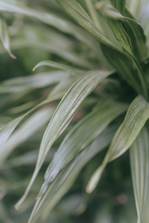 a close up of a plant with green leaves, silky texture, comforting, zoomed out, subtropical plants