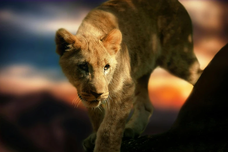 a close up of a lion walking on a rock, matte painting ”, fan favorite, cub, shot with sony alpha 1 camera