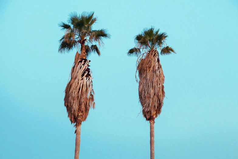 two palm trees in front of a blue sky, an album cover, by Carey Morris, trending on unsplash, postminimalism, it's californication, brown and cyan blue color scheme, hedi slimane, disheveled