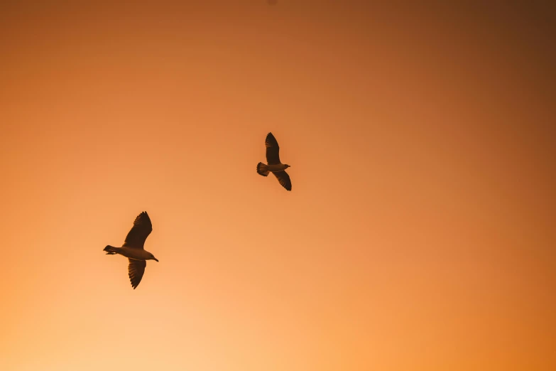 two birds flying in the sky at sunset, pexels contest winner, minimalism, brown, quack medicine, hd wallpaper, hunting