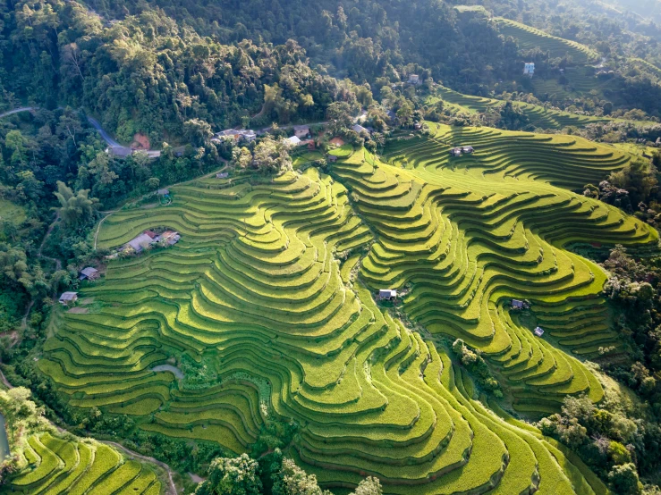 an aerial view of rice terraces in the mountains, family friendly, avatar image, fan favorite, gray