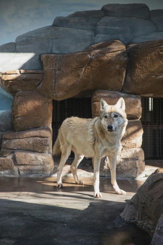 a wolf standing in front of a stone structure, biodome, rafeal albuquerque, princess 'kida' kidagakash, about to step on you