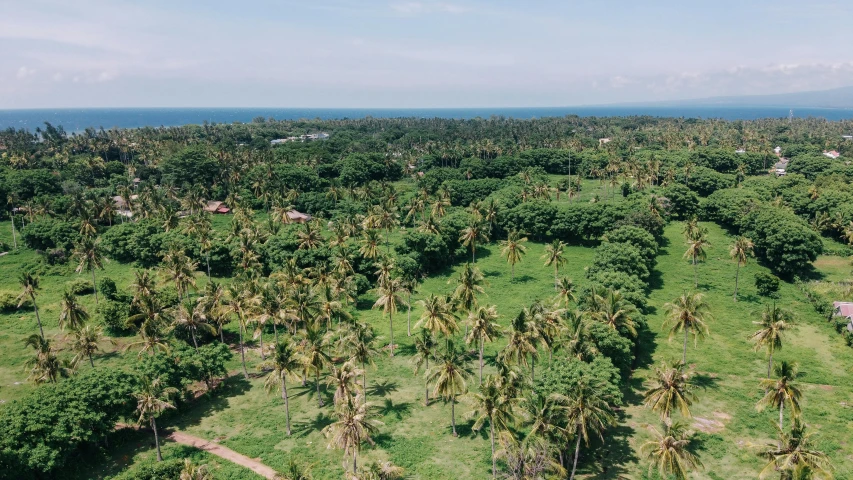 a lush green field surrounded by palm trees, unsplash contest winner, hurufiyya, bird's - eye view, obunga, views to the ocean, background image