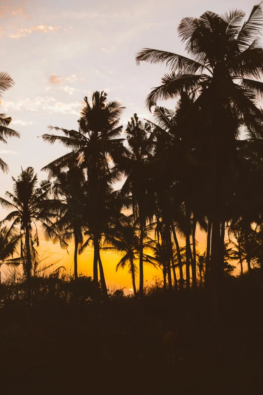 silhouettes of palm trees against a sunset sky, unsplash, sri lankan landscape, multiple stories, a wooden, wide