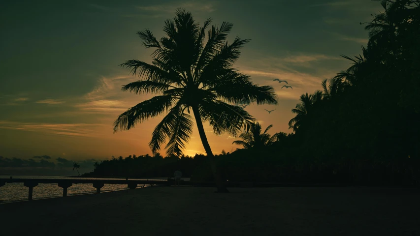 a palm tree sitting on top of a sandy beach, pexels contest winner, hurufiyya, sun down, dimly lit, on a canva, lo fi